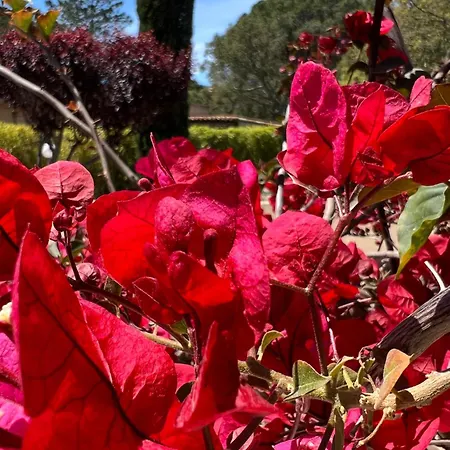 Otel Les Jardins De Sta Giulia Avec Piscine