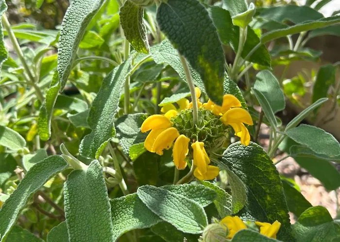 Les Jardins De Sta Giulia Avec Piscine بورتو فيكشْيو