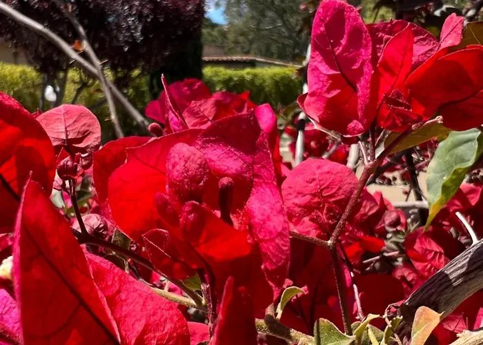 فندق Les Jardins De Sta Giulia Avec Piscine