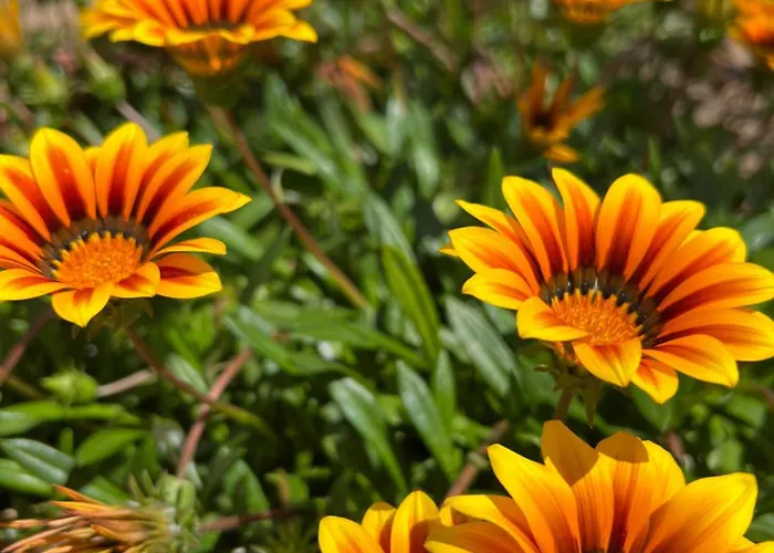 Les Jardins De Sta Giulia Avec Piscine *
